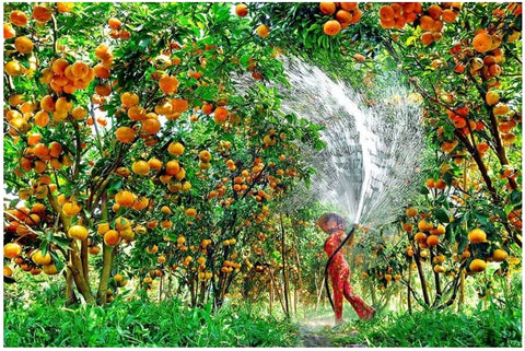 Một Số Kỹ Thuật Để Cây Ăn Trái Đạt Năng Suất Cao