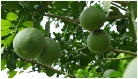 Cây Ăn Trái Đạt Năng Suất Cao