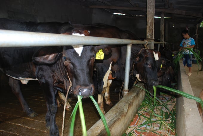 Nhiều hộ nông dân Hà Nội khấm khá nhờ nuôi bò. Ảnh: TL.